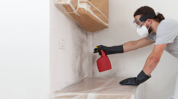 Professional Mold Cleanup technician working in Falkland, NC